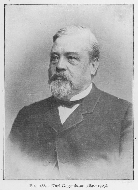 Karl Gegenbaur (1626-1903), 肖像 (黑白照片) 作者 欧洲摄影师