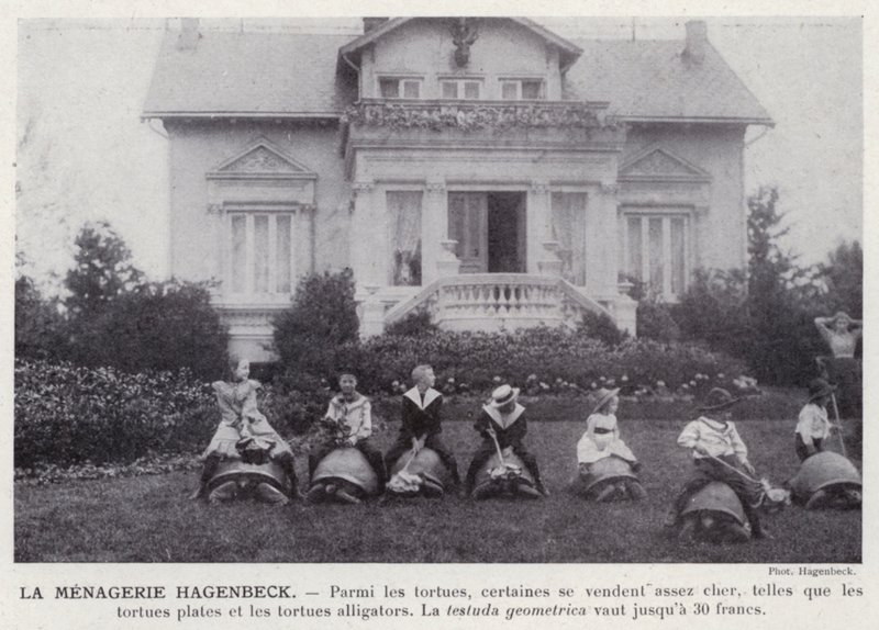 La Menagerie Hagenbeck (b/w photo) 作者 欧洲摄影师