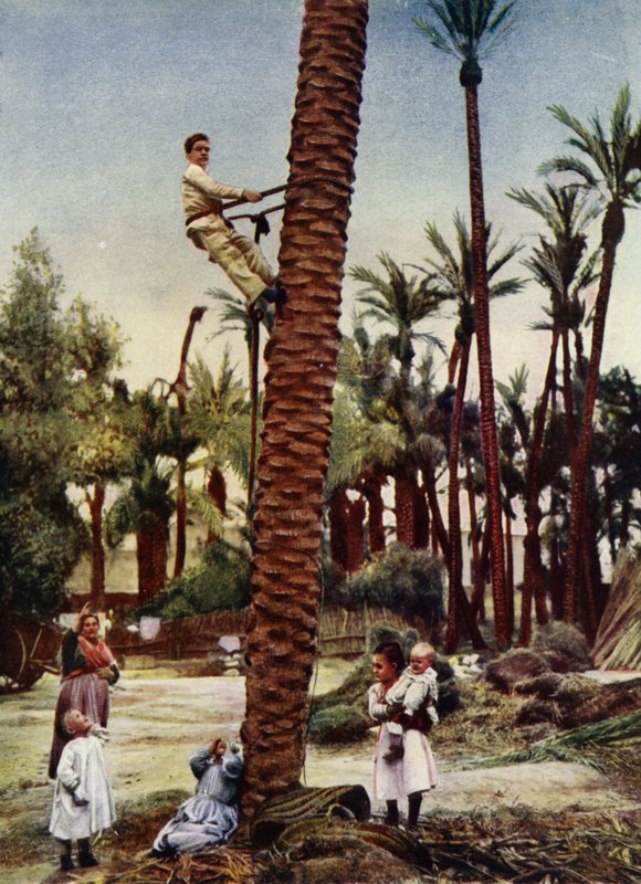 Palm groves of Elche (photo) 作者 欧洲摄影师