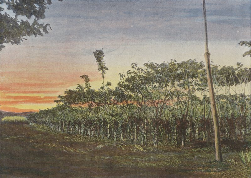 Vanillerie Sous Les Acacias 作者 欧洲摄影师