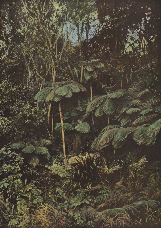 植被，Fougeres Arborescentes 作者 欧洲摄影师