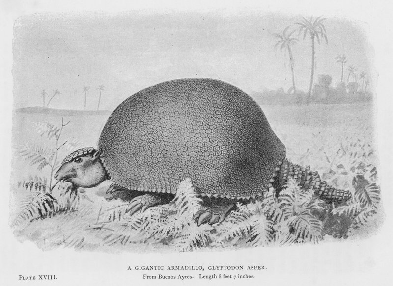 巨大的犰狳，Glyptodon Asper (litho) 作者 欧洲学校