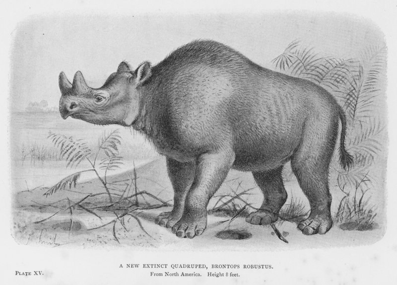 一种新的灭绝四足动物，Brontops Robustus（石版画） 作者 欧洲学校