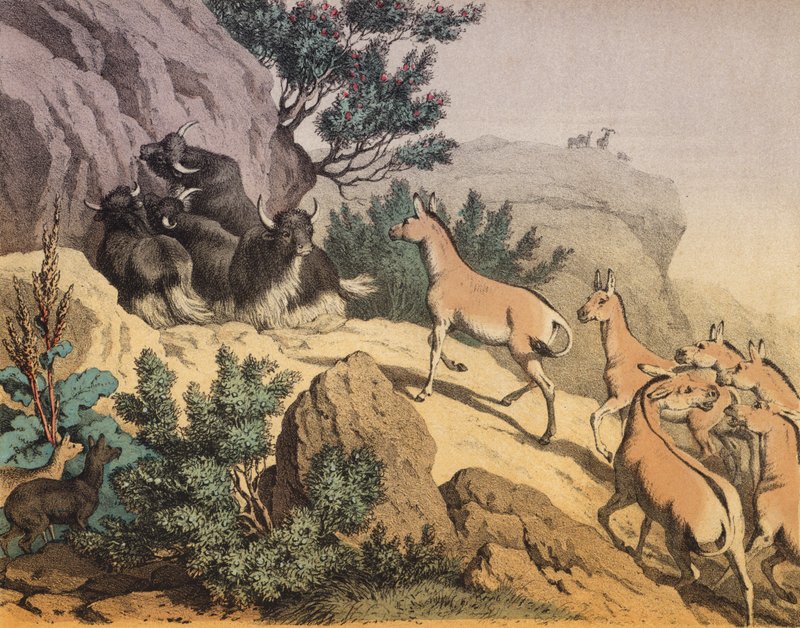 中亚沙漠（彩色石版画） 作者 欧洲学校