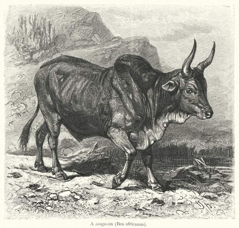 A sanga-ox, Bos africanus (engraving) 作者 欧洲学校