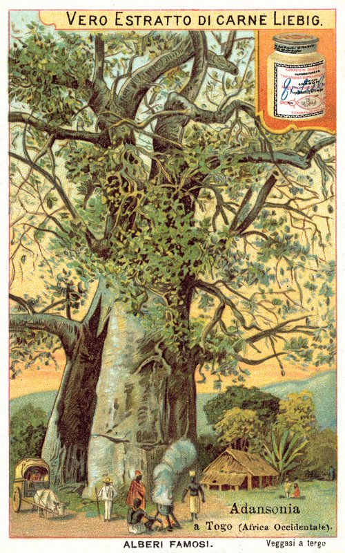 Adansonia tree in Togo (chromolitho) 作者 欧洲学校