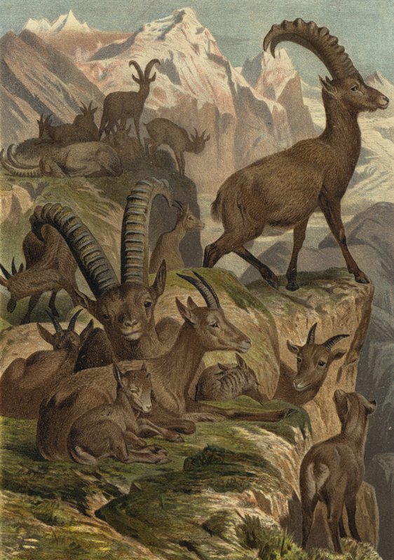 Alpensteinbock 作者 欧洲学校