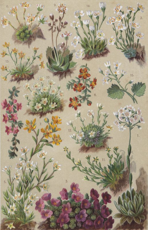 高山植物群（chromolitho） 作者 欧洲学校