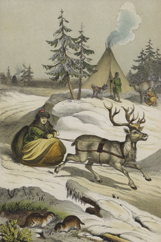 Animals and plants of Lapland (colour litho) 作者 欧洲学校