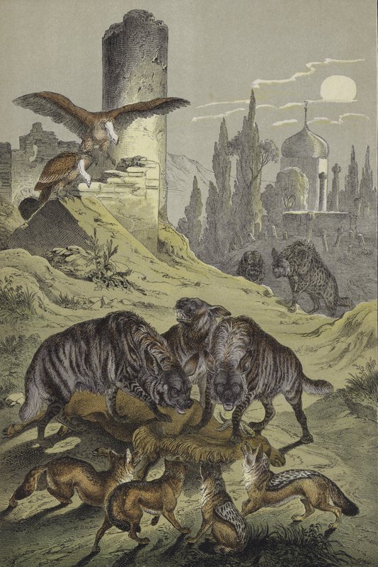 Animals of North Africa (colour litho) 作者 欧洲学校