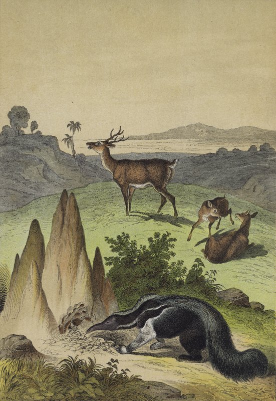 Animals of the South American Pampas (colour litho) 作者 欧洲学校