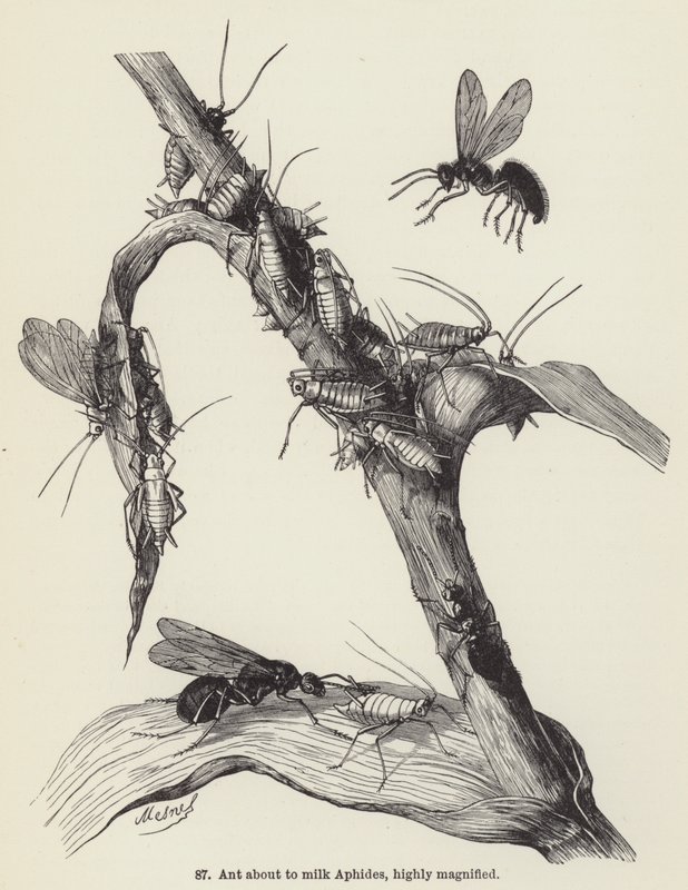 Ant about to milk Aphides, highly magnified (engraving) 作者 欧洲学校