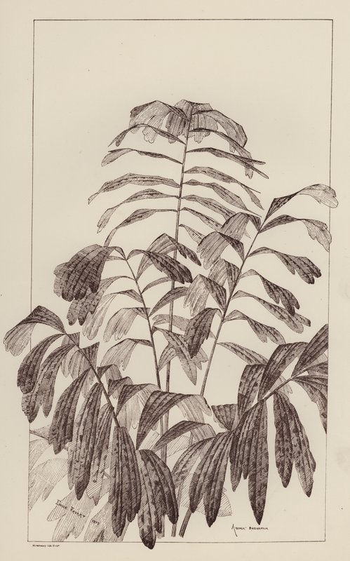 Arenga Saccaritlia（平版） 作者 欧洲学校