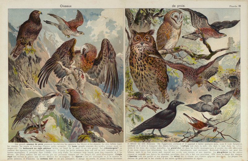 猛禽 (chromolitho) 作者 欧洲学校