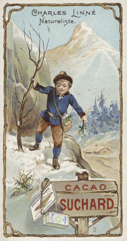 Carl Linnaeus，瑞典植物学家和动物学家，小时候 作者 欧洲学校