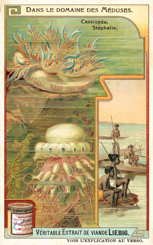 仙后座和千金藤（chromolitho） 作者 欧洲学校