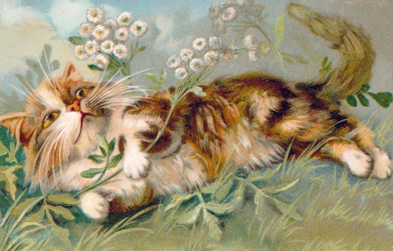猫明信片（彩色平版） 作者 欧洲学校