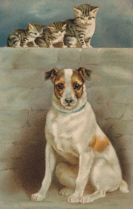 猫观察狗（彩色石版画） 作者 欧洲学校