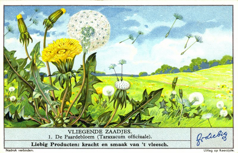 蒲公英（Taraxacum officinale）（chromolitho） 作者 欧洲学校