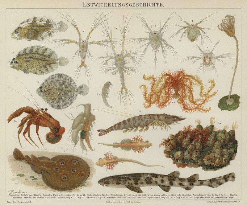 海洋生物的发展（彩色印刷版） 作者 欧洲学校