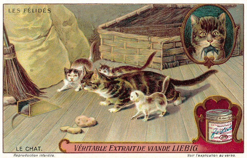 Domestic cat (chromolitho) 作者 欧洲学校