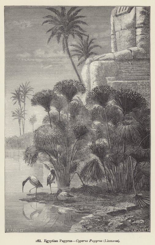 Egyptian Papyrus, Cyperus Papyrus, Linnaeus (engraving) 作者 欧洲学校