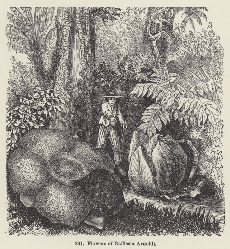 Flowers of Rafflesia Arnoldi (engraving) 作者 欧洲学校