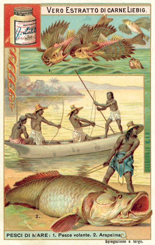 Flying fish and arapaima (chromolitho) 作者 欧洲学校