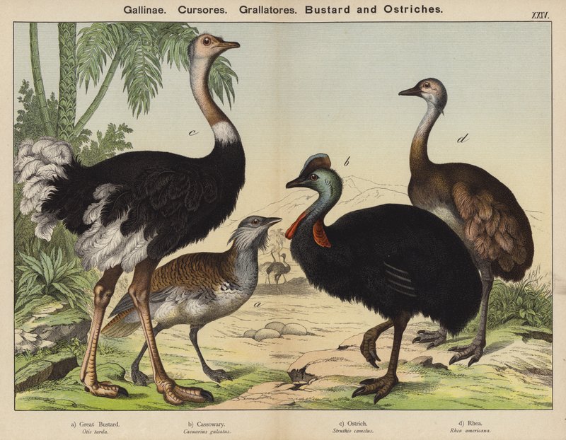 Gallinae、Cursores、Grallatores、Bustard 和 Ostriches（彩色石版画） 作者 欧洲学校