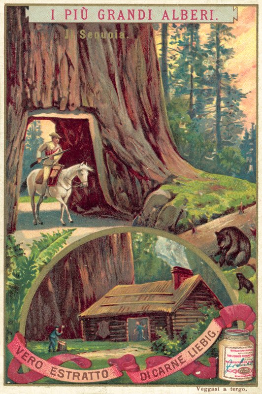 巨大的水杉树（chromolitho）。 作者 欧洲学校