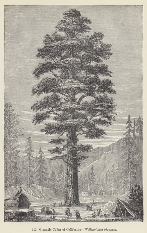 巨大的加利福尼亚雪松，惠灵顿 gigantea (雕刻) 作者 欧洲学校