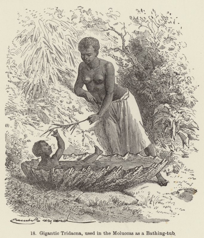 Gigantic Tridacna, used in the Moluccas as a Bathing-tub (engraving) 作者 欧洲学校
