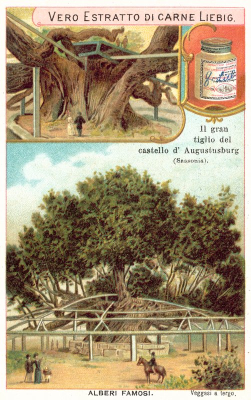 德国萨克森州奥古斯都斯堡狩猎小屋院内的大菩提树（chromolitho）。 作者 欧洲学校