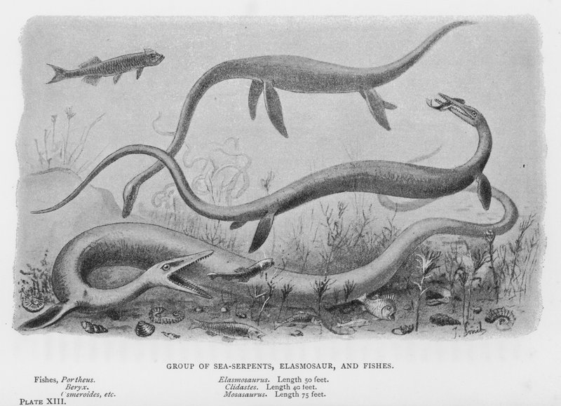 海蛇、Elasmosaur 和鱼群（石版画） 作者 欧洲学校