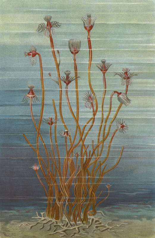 小组Tubularia Indivisa 作者 欧洲学校