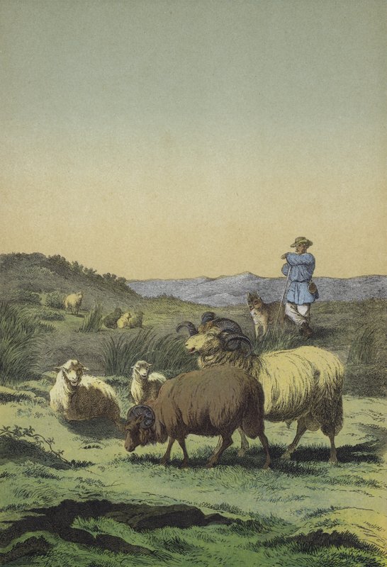 Heaths of Central Europe: shepherd and sheepdog with Moorland and Merino sheep (colour litho) 作者 欧洲学校