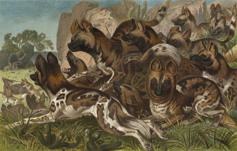 Hianenhund 作者 欧洲学校
