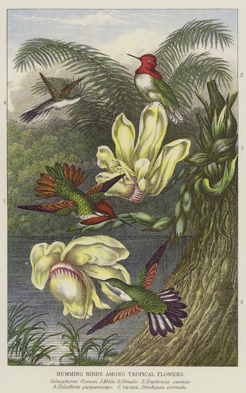 Humming birds among Tropical flowers (engraving) 作者 欧洲学校