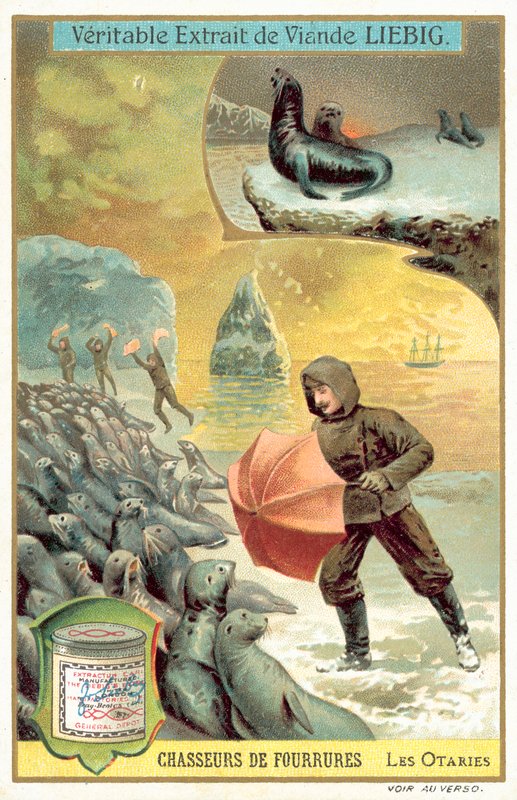猎杀海狮(chromolitho) 作者 欧洲学校