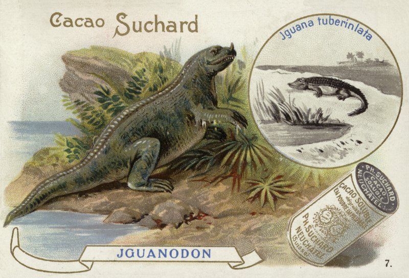 Iguanadon和Iguana Tuberinlata 作者 欧洲学校