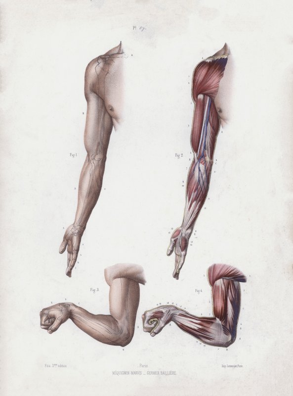 人体外型解剖图：男性手臂和手（彩色石版画） 作者 欧洲学校
