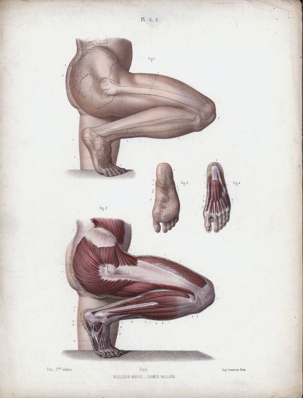 人体外型解剖图：男性腿和脚（彩色石版画） 作者 欧洲学校