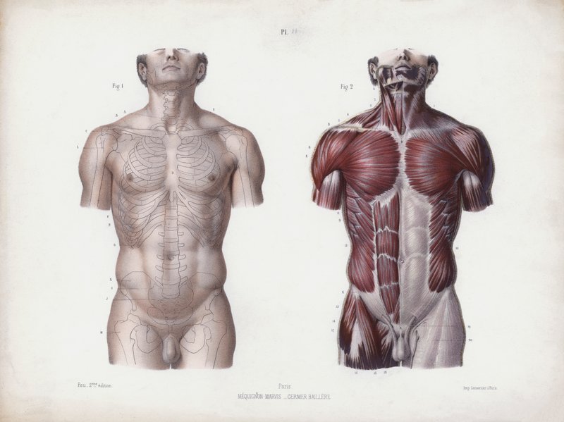 人的外部形态解剖学》的插图。男性躯干，正视图（彩色平版画 作者 欧洲学校