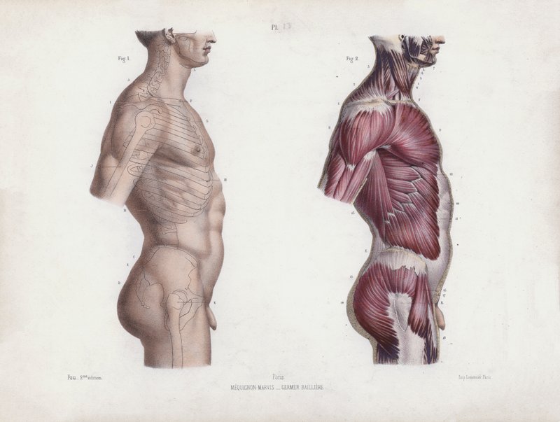 人体外部形态解剖学》插图：男性躯干，侧视图（彩色石版画） 作者 欧洲学校