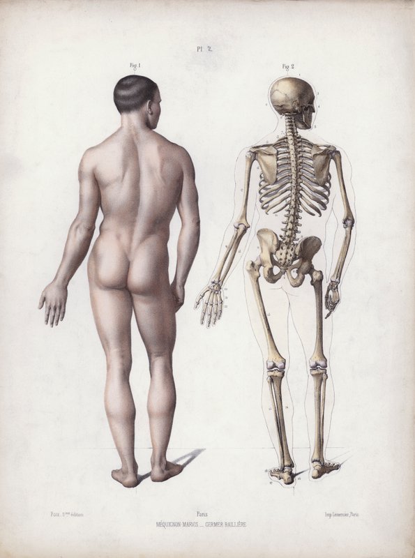 人体外在形态解剖图：人站立，后视图（彩色石版画） 作者 欧洲学校