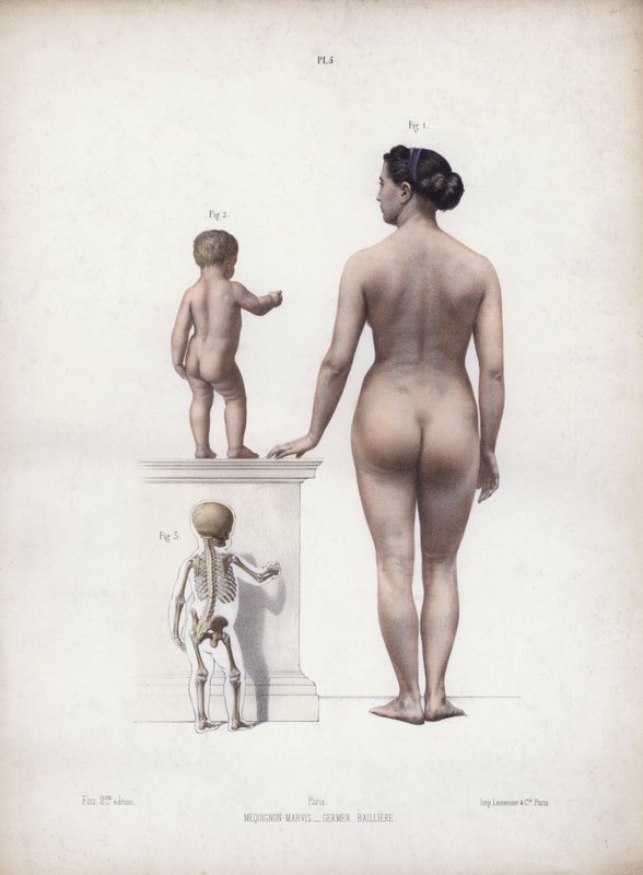 人体外部形态解剖学》插图：站立的妇女和儿童，后视图（彩色石版画） 作者 欧洲学校