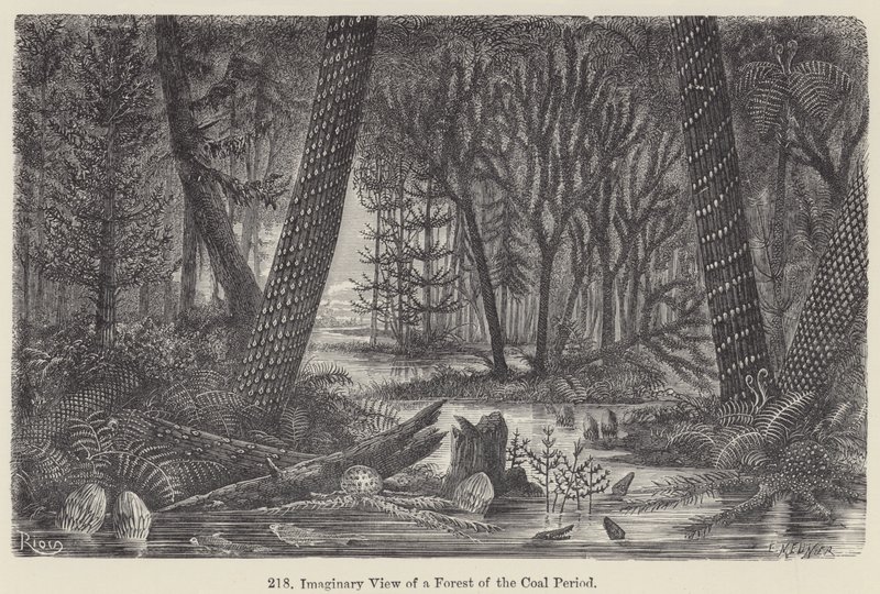 Imaginary View of a Forest of the Coal Period (engraving) 作者 欧洲学校