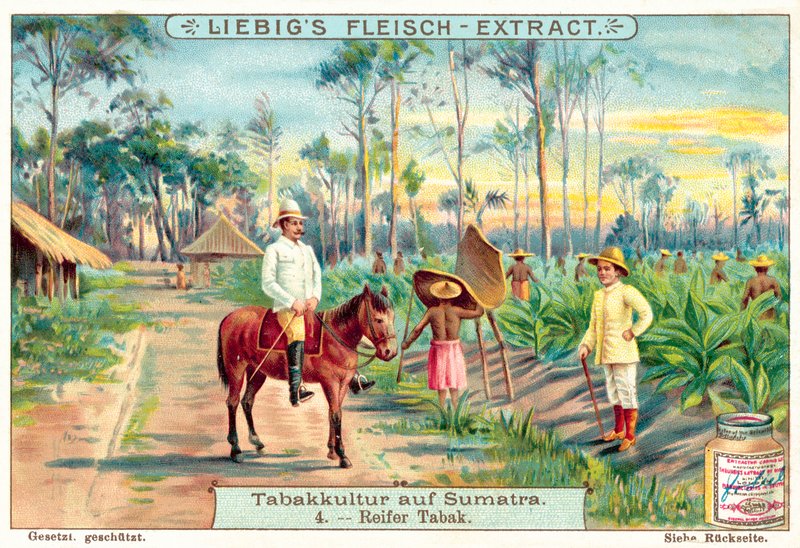 成熟的烟草植物(chromolitho) 作者 欧洲学校