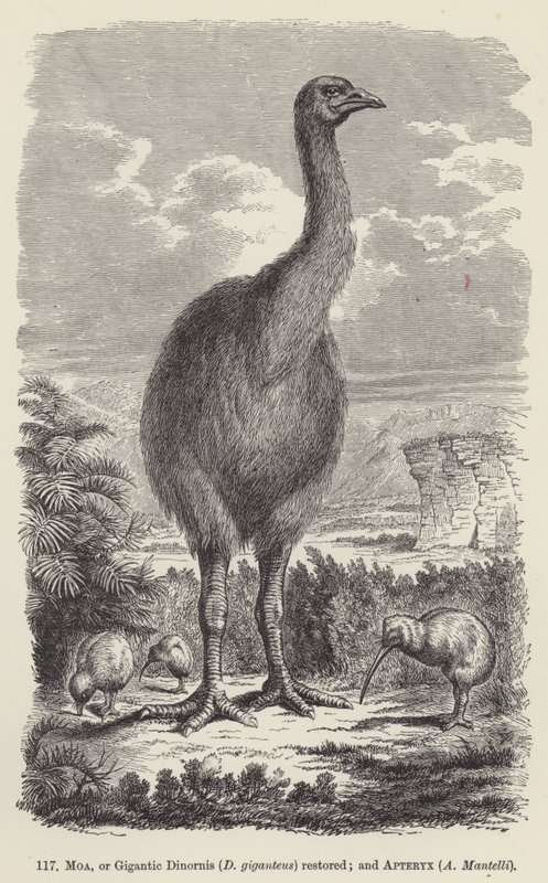 Moa, or Gigantic Dinornis (D giganteus) restored; and Apteryx, A Mantelli (engraving) 作者 欧洲学校
