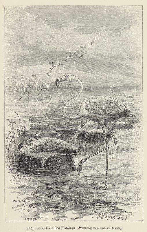 红火烈鸟的巢穴，Phoenicopterus ruber，居维叶（雕刻） 作者 欧洲学校